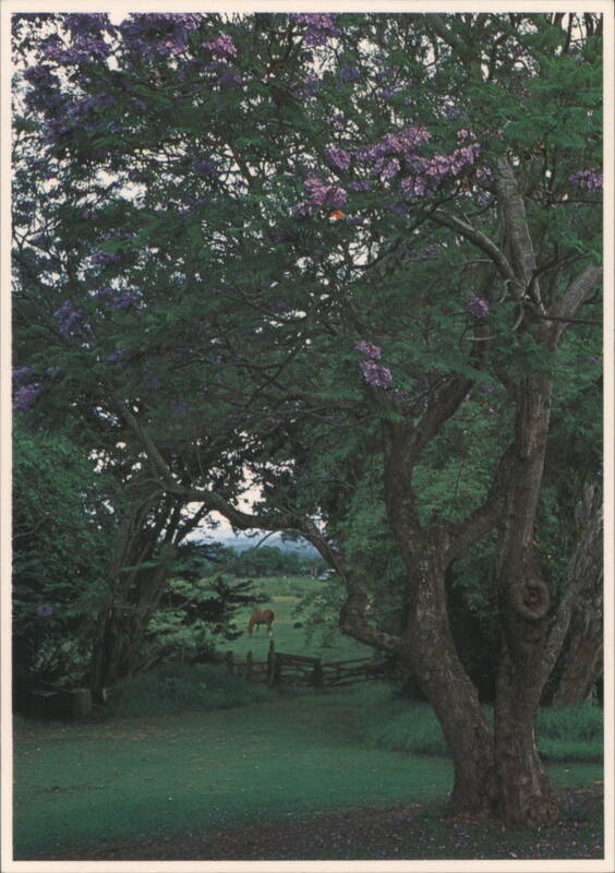 Beautiful Jacaranda Tree on Maui Upcountry Hawaii JOHN WAGNER