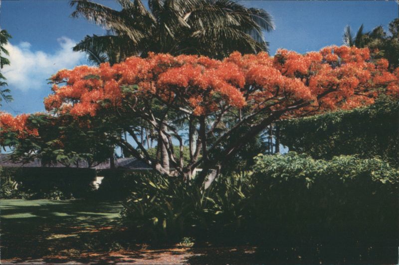 Flame Tree, brilliant blossoms of the Royal Poinciana Honolulu Hawaii