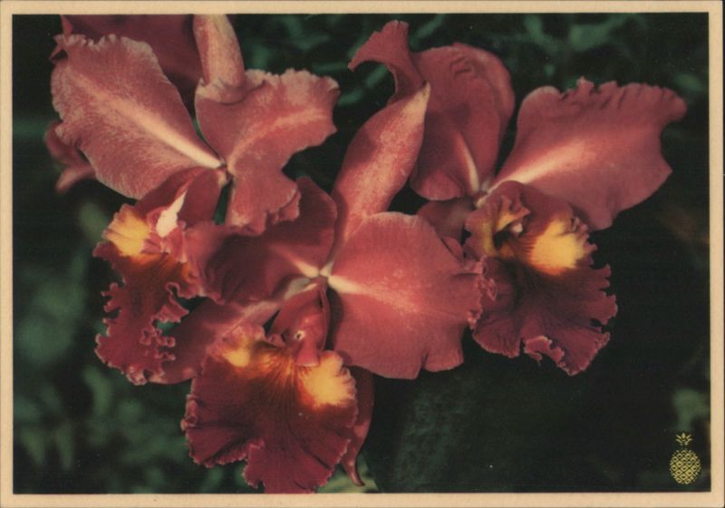 Reddish-Maroon Orchids, Pineapple Prints for Framing