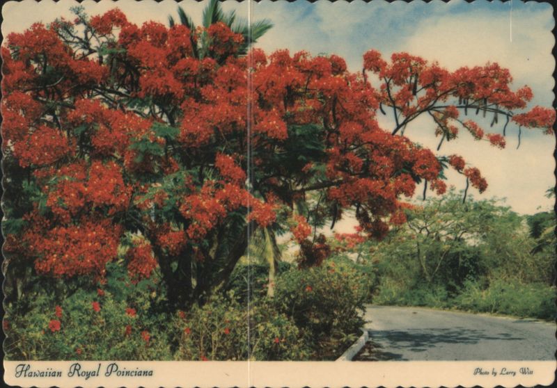 Hawaiian Royal Poinciana Tree in Full Bloom Honolulu