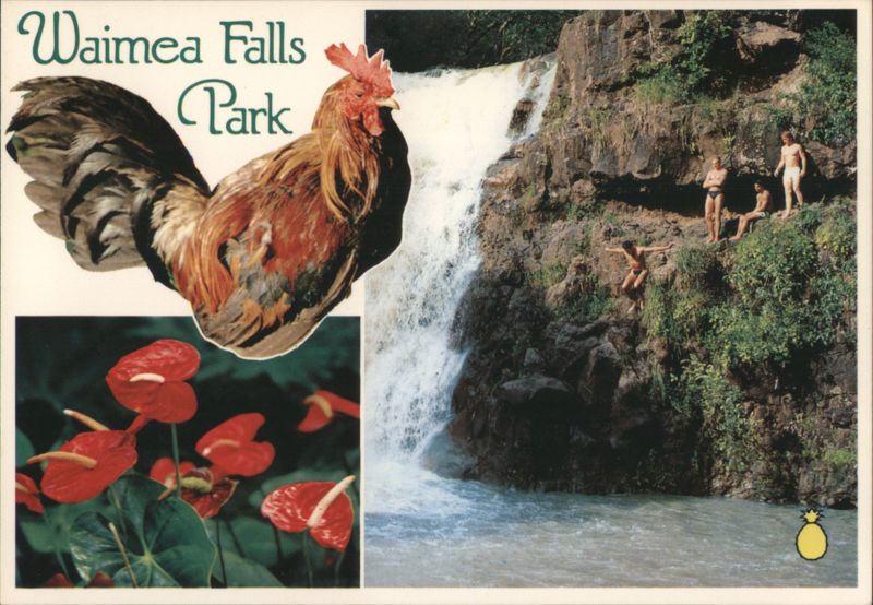 Waimea Falls Park Rooster, Anthurium, Waterfall Jumpers Hawaii