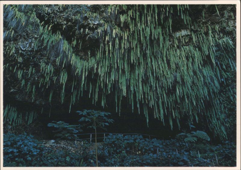 Natures Sculpture, The Fern Grotto on Kauai Hawaii