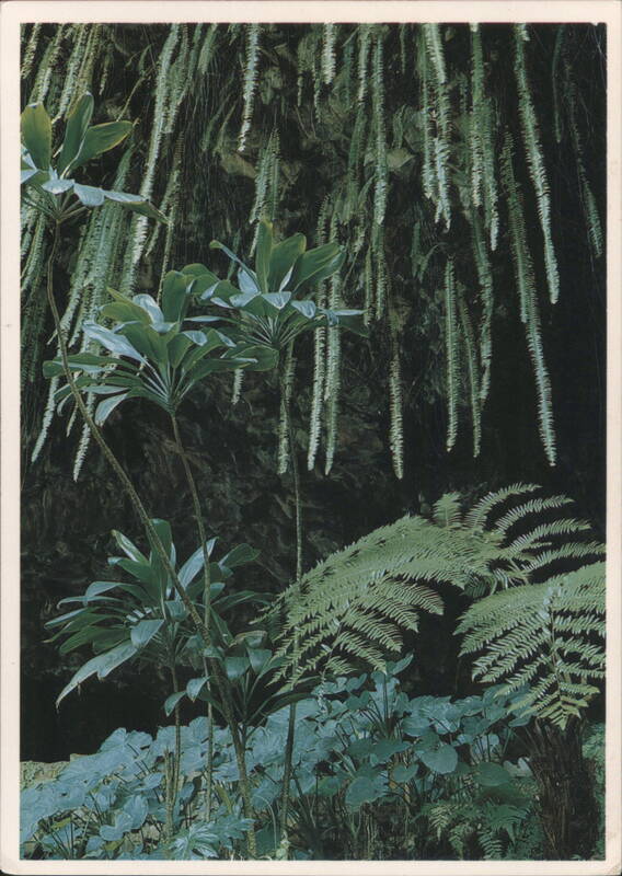 Lovely Fern Grotto, Hanging Ferns & Ti Plants, Wailua River Hawaii