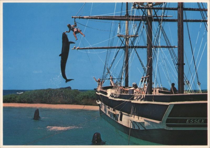 Whale Leaping with Performer near Ship Essex, Makapuu, Oahu Hawaii