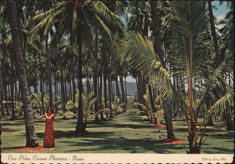Coco Palms Coconut Plantation, Kauai, HI Hawaii Larry Witt
