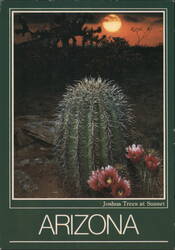 Hedgehog Cactus & Joshua Trees at Sunset, Arizona Postcard