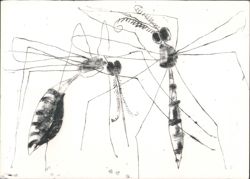 Reidar Särestöniemi Kirsissääsket Monotype Drawing Postcard