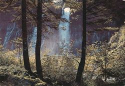 Burney Falls State Park Waterfall through Forest Trees Postcard