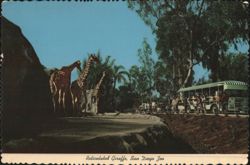 Reticulated Giraffe, San Diego Zoo Tour Bus Stop Postcard