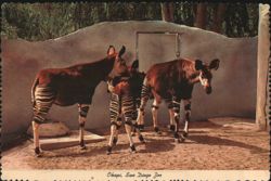 Okapi, San Diego Zoo Postcard