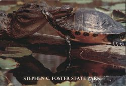 Alligator and Turtle on Log, Stephen C. Foster State Park Postcard