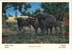 African Buffalo (Syncerus Caffer) - Fauna Africana Postcard