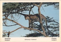 Cheetah (Acinonyx Jubatus) in Tree - Fauna Africana Postcard