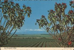 Poinsettia Bushes Framing San Fernando Valley Row Crops Postcard