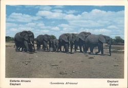 African Elephants Herd, Loxodonta Africana, Fauna Africana Postcard