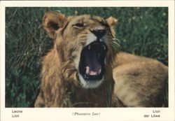 Roaring Lion (Panthera Leo) - Fauna Africana Postcard