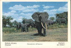 African Elephants (Loxodonta Africana) - Fauna Africana Postcard