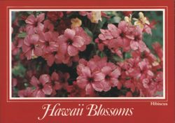 Hawaii Blossoms - Pink Hibiscus Flowers Postcard