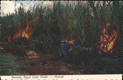Burning Sugar Cane Fields, Worker Supervising Harvest, HI Postcard