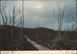 Devastation Trail, Barren Landscape, Kilauea Iki Eruption Postcard