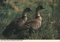 The Nene Goose, Hawaii's State Bird Postcard