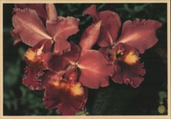 Reddish-Maroon Orchids, Pineapple Prints for Framing Postcard