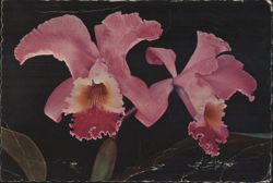 Pink Cattleya Orchid Flowers - ORCHIDS TO YOU Postcard