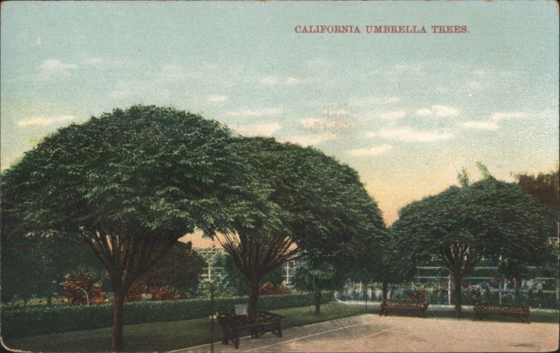 California Umbrella Trees