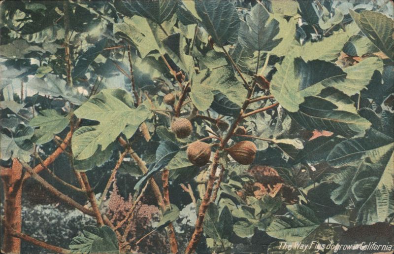 Figs Growing in California