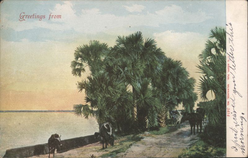 Greetings from Palm Trees, Cows, and Water Scene Blank Destinations