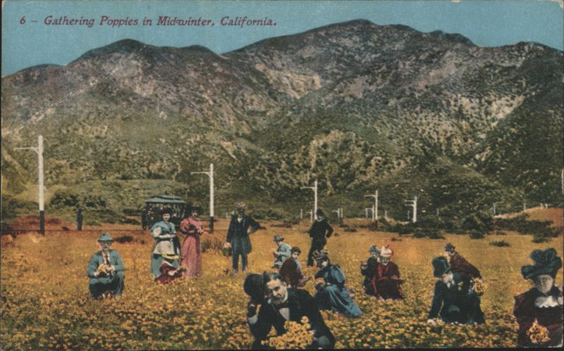 Gathering Poppies in Mid-winter, California