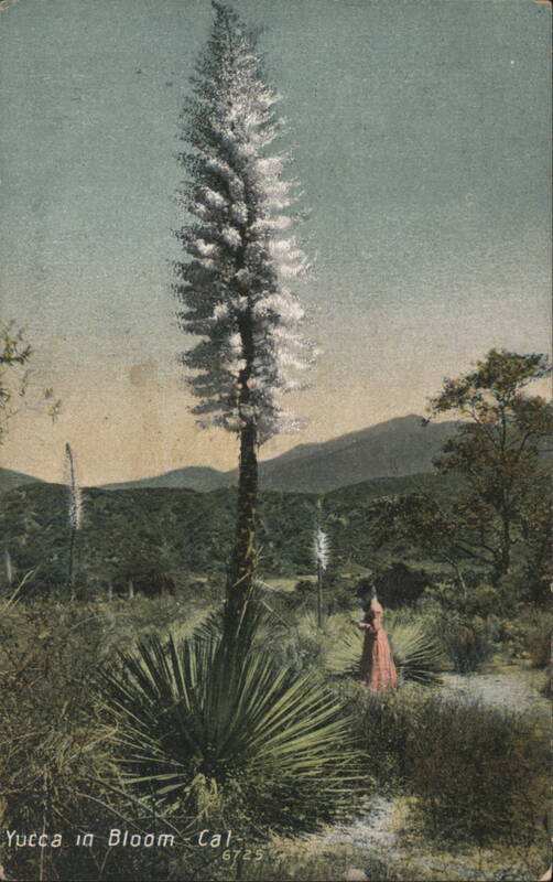 Yucca in Bloom, California