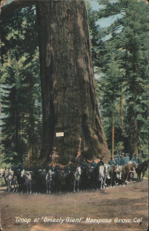 Troop at Grizzly Giant, Mariposa Grove, CA California