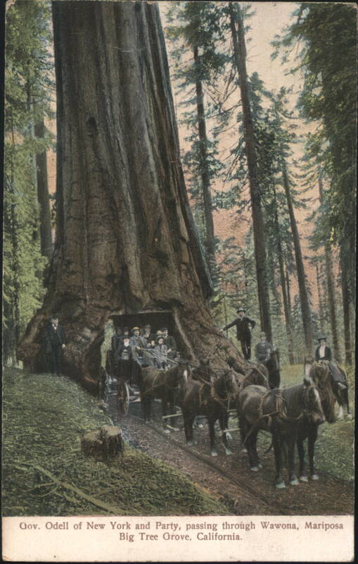 Gov. Odell & Party through Big Tree Grove, Wawona California