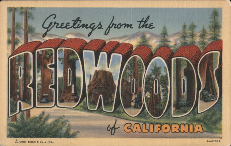 Greetings from the Redwoods, California Letter Views