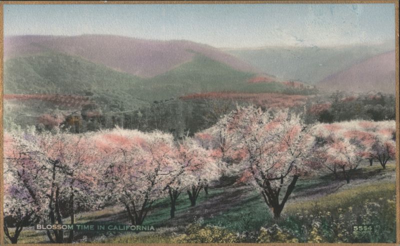 Blossom Time in California Valley with Flowering Trees