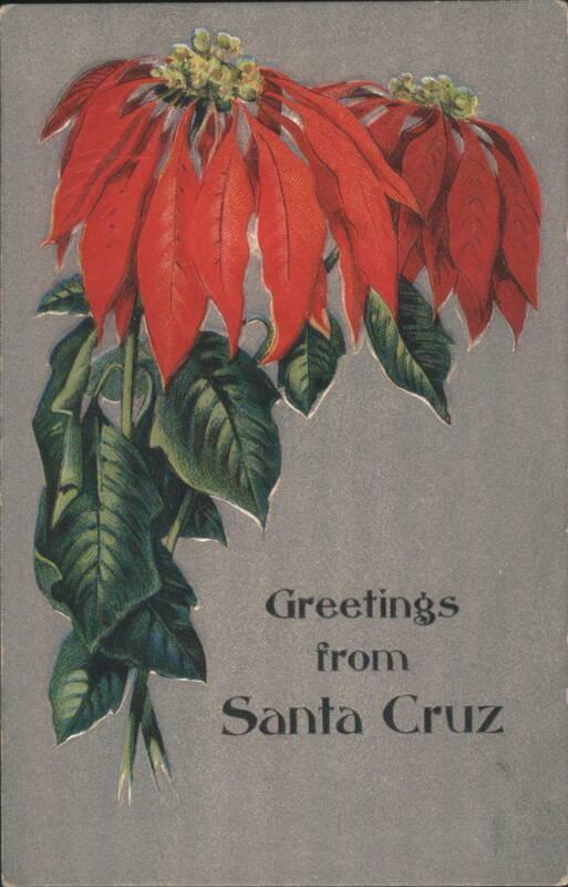Poinsettias, Greetings from Santa Cruz California