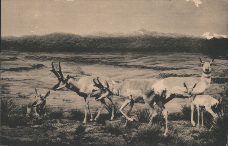 American Pronghorn or Antelope Group, Colorado Museum Denver