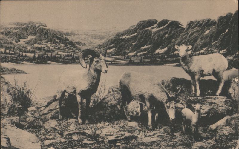 Mountain Sheep Group, Colorado Museum of Natural History Denver