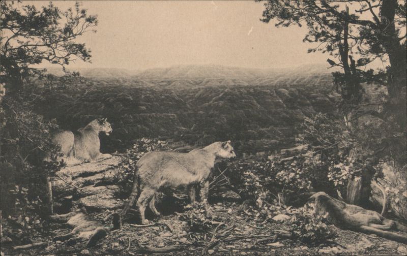 Mountain Lion Group, Colorado Museum Natural History Denver
