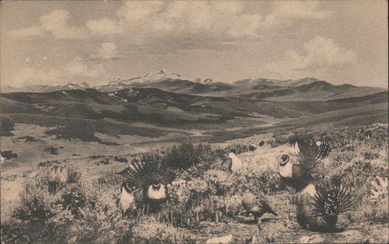 Sage Grouse Courtship, Colorado Museum of Natural History Denver