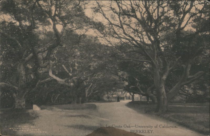 Le Conte Oak, University of California, Berkeley Students Cooperative Society