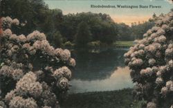 Rhododendron, Washington State Flower Postcard