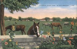 A Typical Stock Farm in Old Kentucky with Horses Postcard