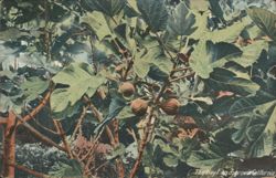 Figs Growing in California Postcard
