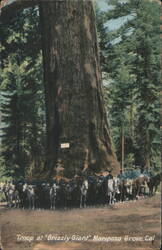 Troop at Grizzly Giant, Mariposa Grove, CA Postcard