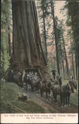 Gov. Odell & Party through Big Tree Grove, Wawona Postcard