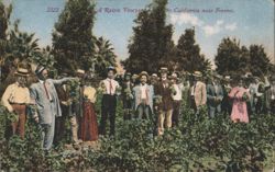 Raisin Vineyard near Fresno, California Postcard