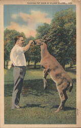 Feeding Pet Deer at Silver Springs Postcard