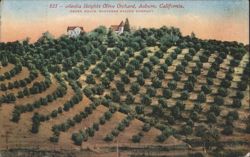 Aeolia Heights Olive Orchard, Auburn, California Postcard